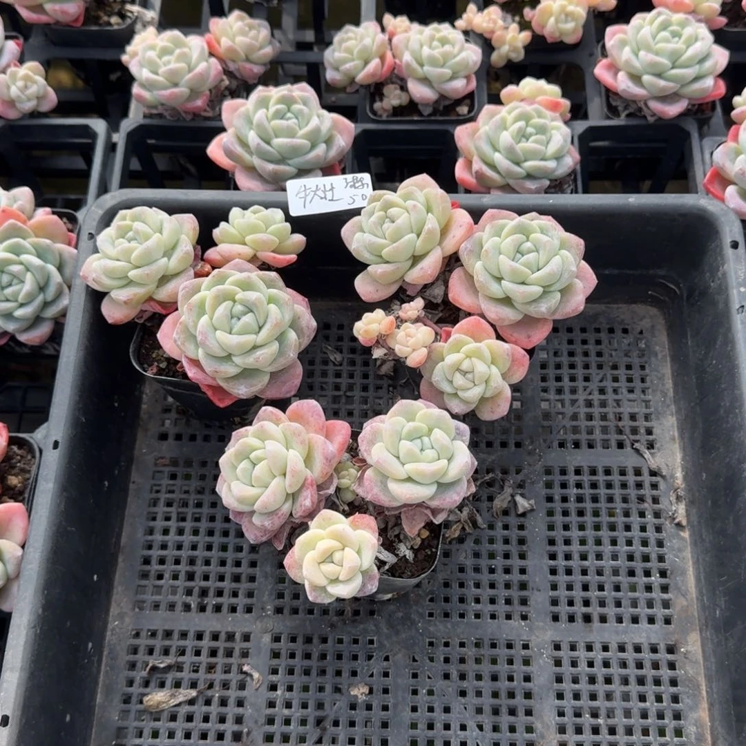 -**壮牛大壮冰玉3头3棵