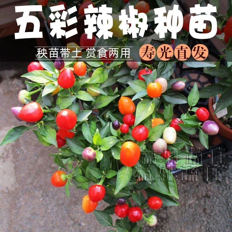 【48小时发货】观赏五彩辣椒苗特色辣椒种苗彩色可食用四季高产阳台