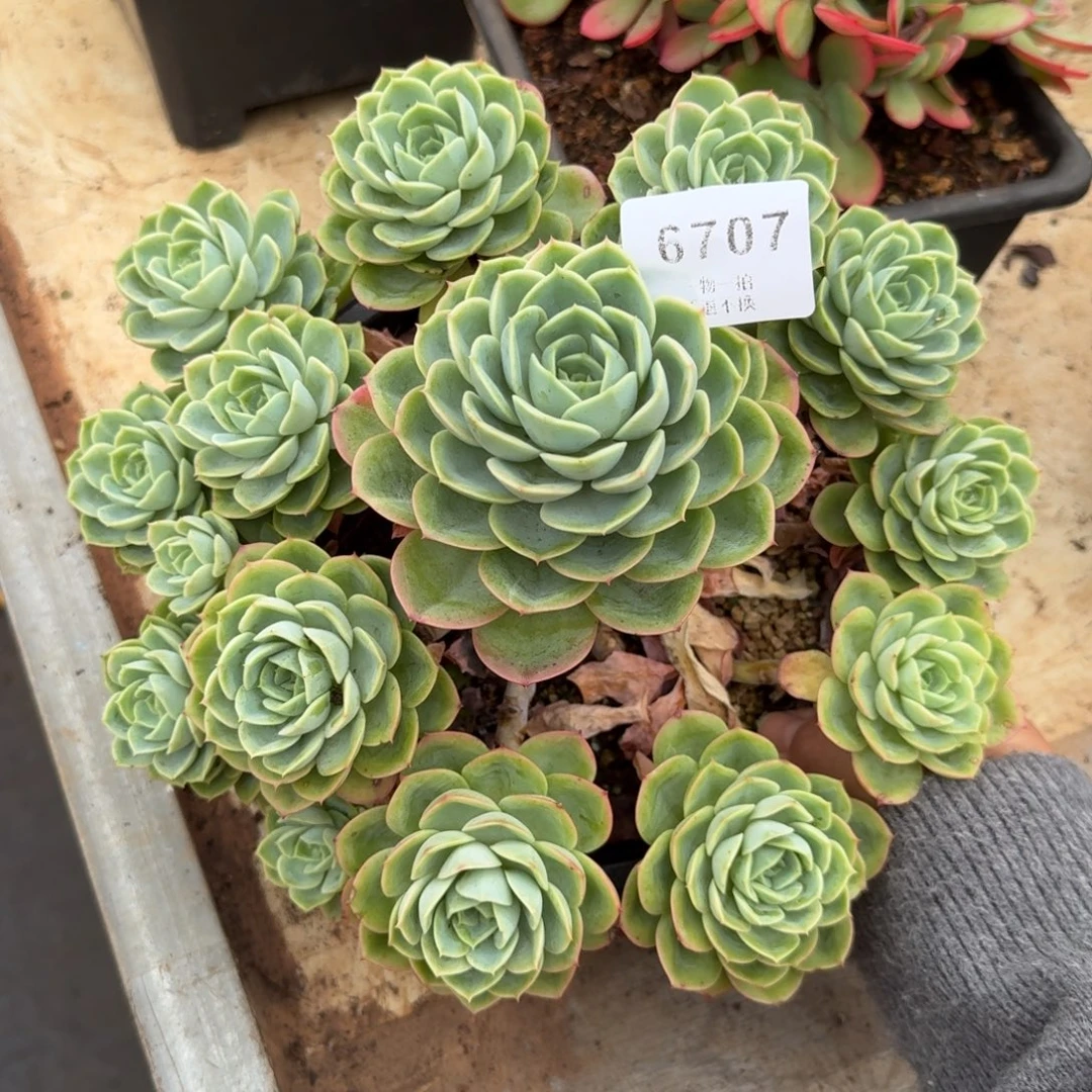 三***三6707号哈密瓜多肉