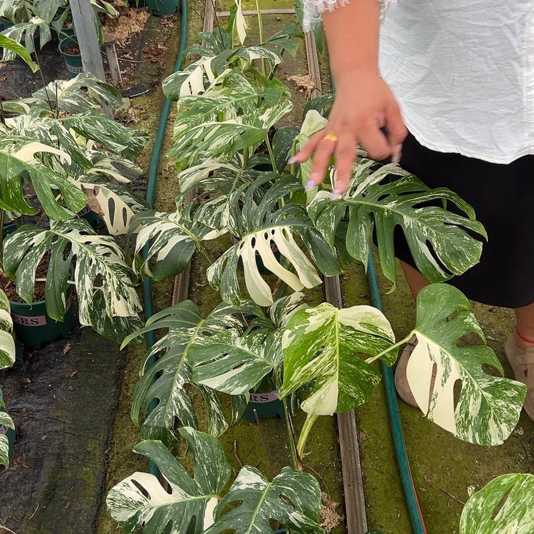 完全开放白龟顶芽随机发货不售后