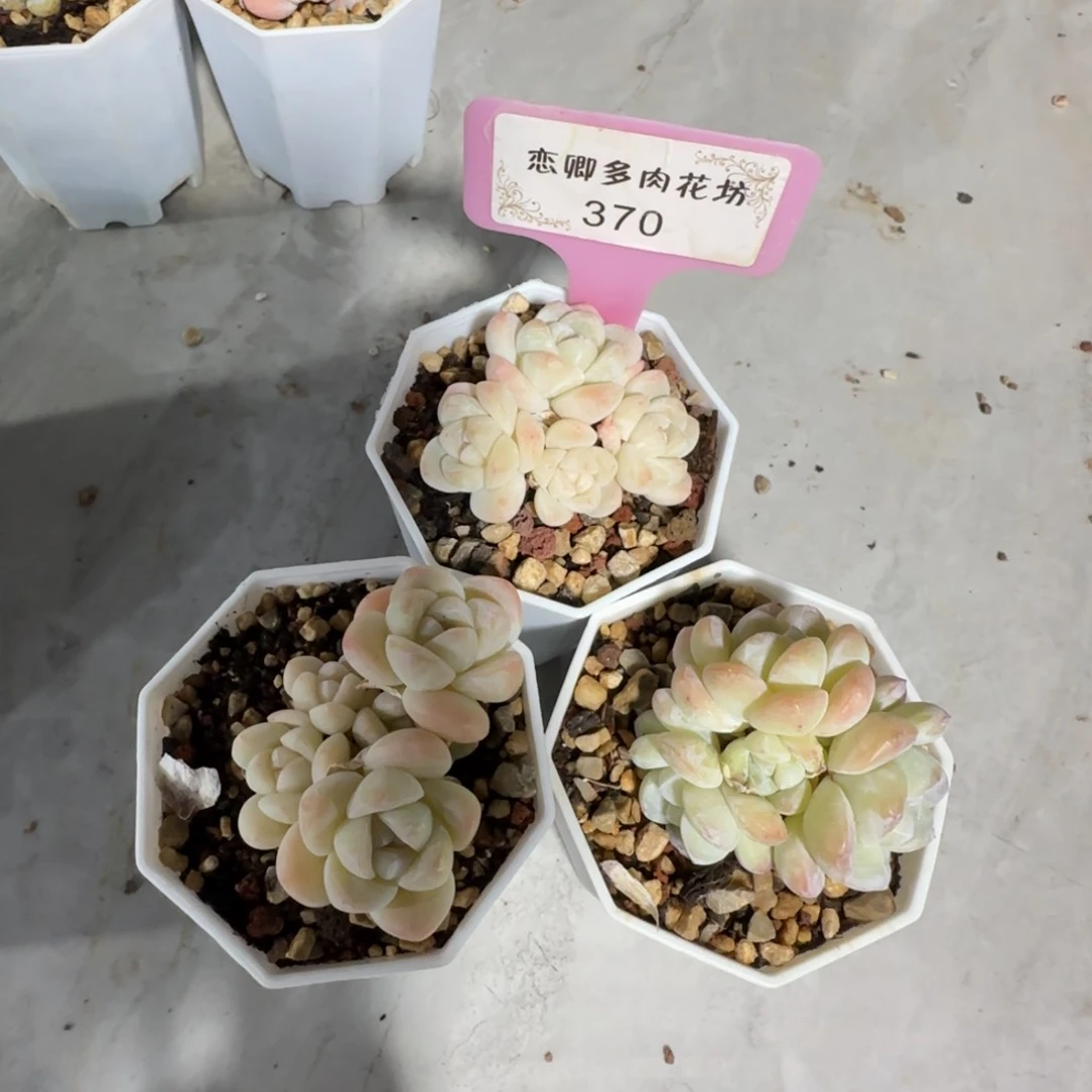 萍370冰玉组合3颗带盆土发