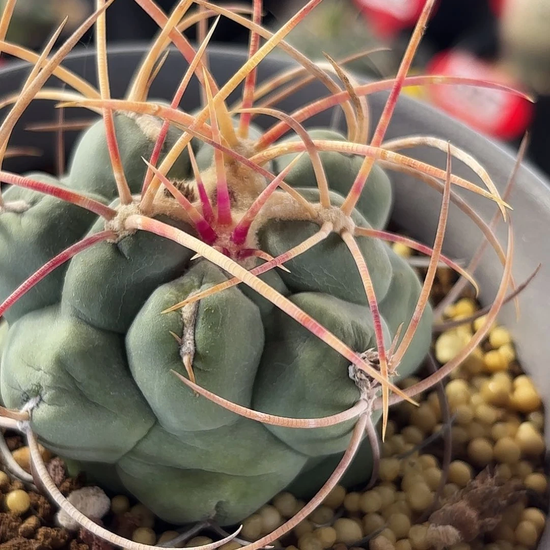 马***功仙人球实生绯冠龙