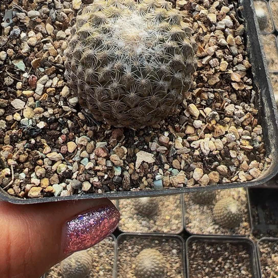 小***风落地自根银牡丹，尺寸3公分