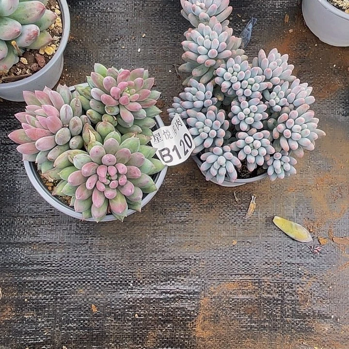 夕**红星悦多肉 B120