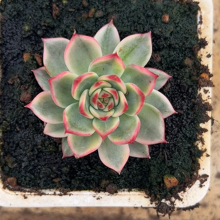白白桃花锦多肉植物