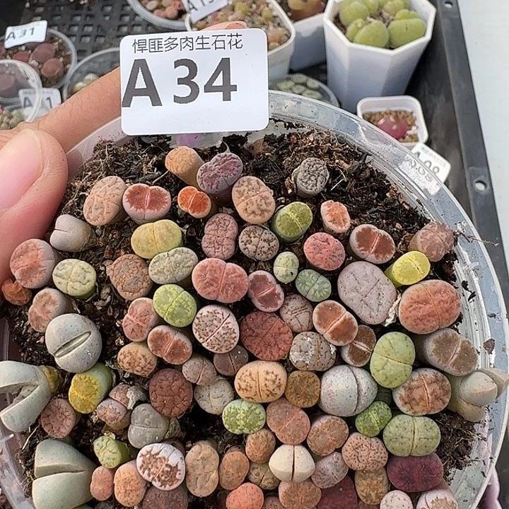34多肉植物多肉植物
