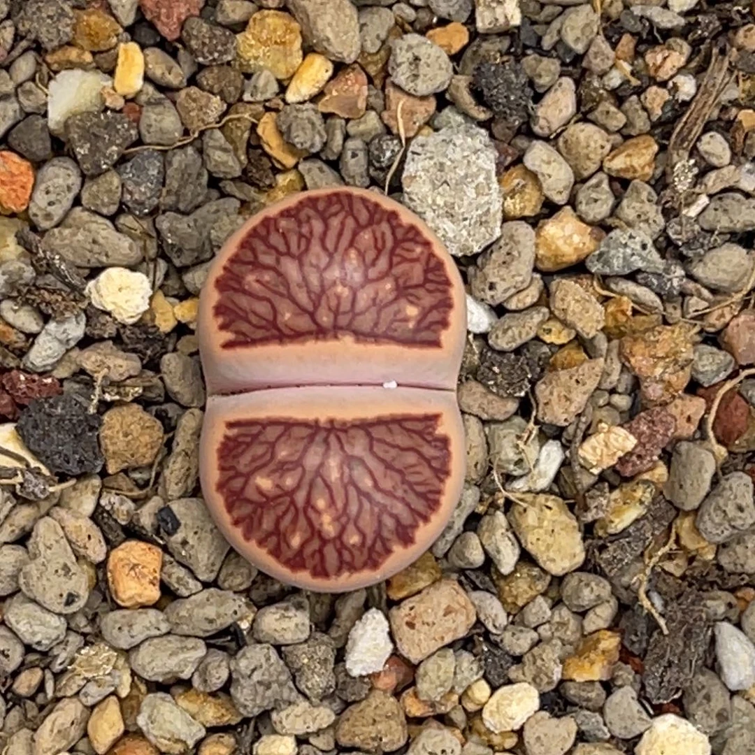 8136岛田红窗菊1血管