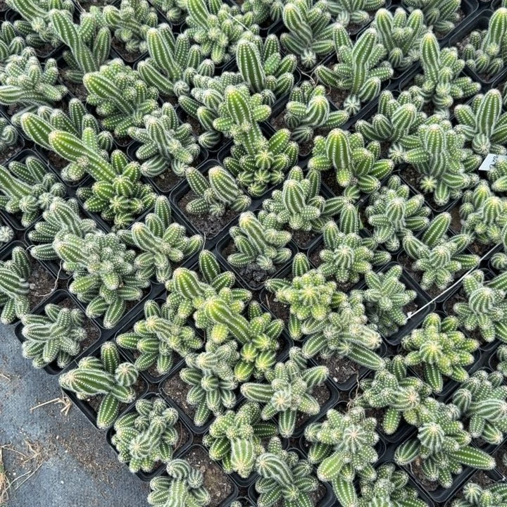 白檀仙人掌838小群随机