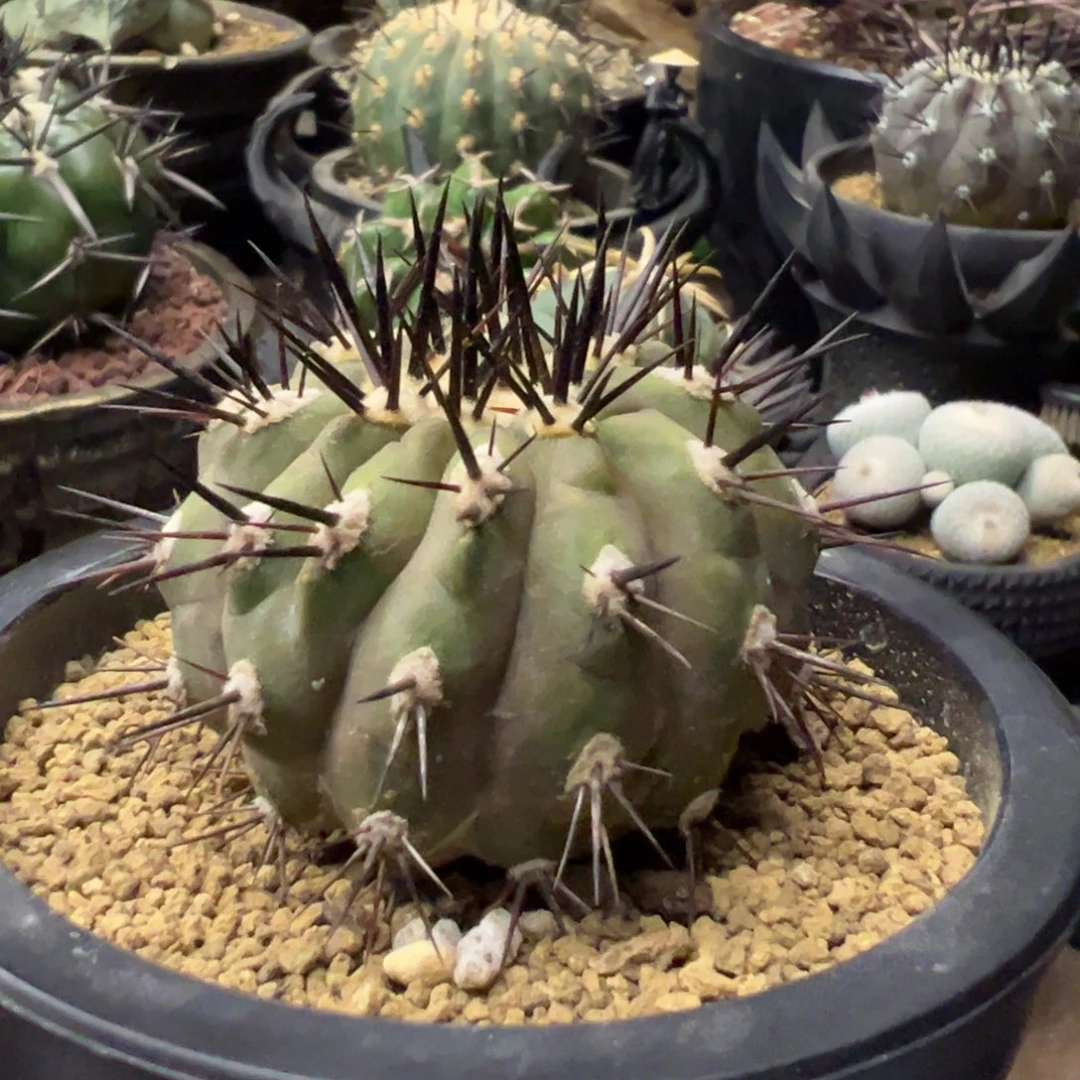 西****梦仙人球一物一拍