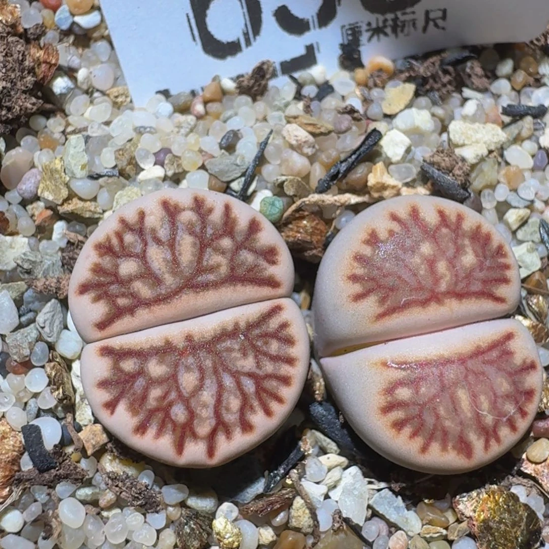 zzzzz精品生石花655