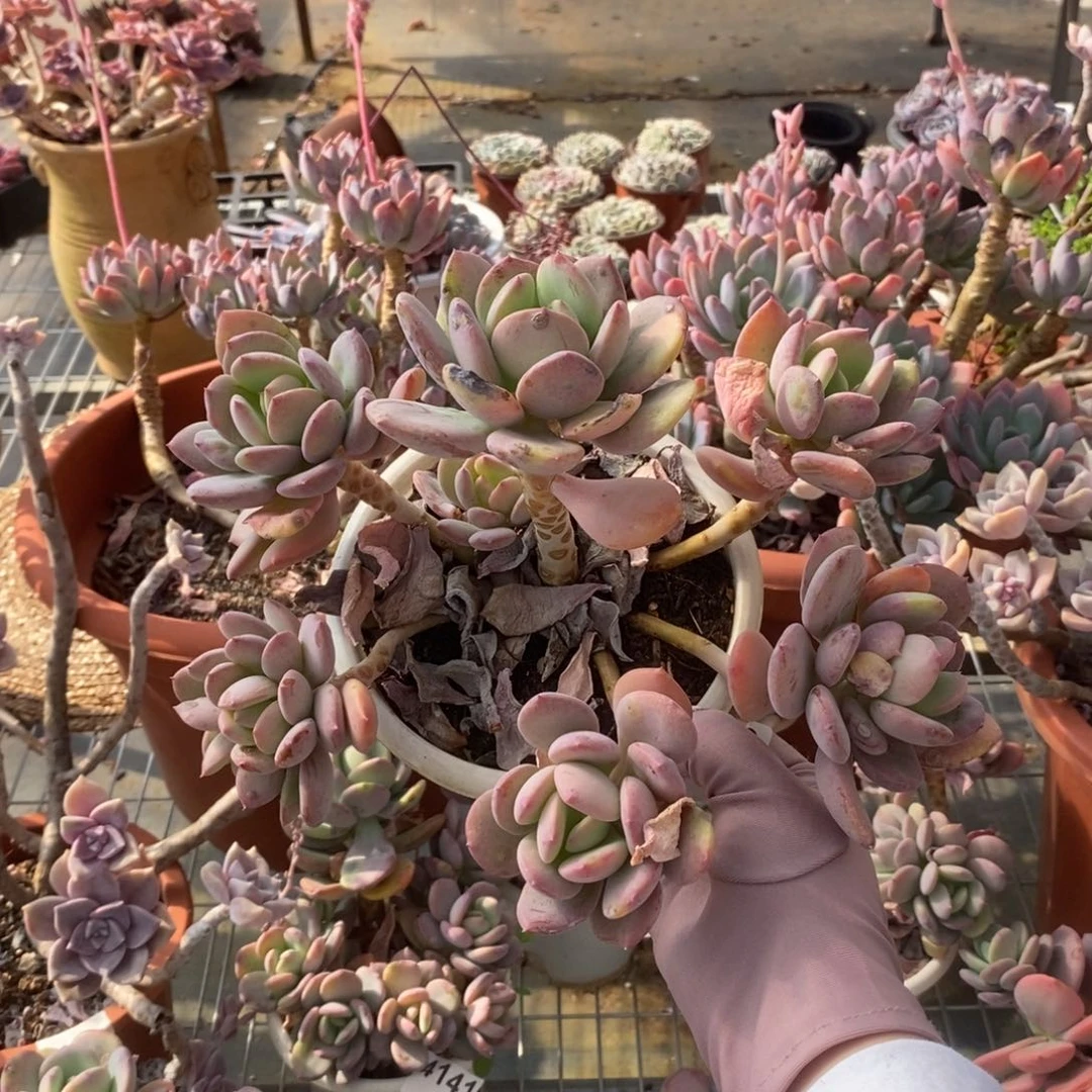 5688貂蝉老桩一物一拍