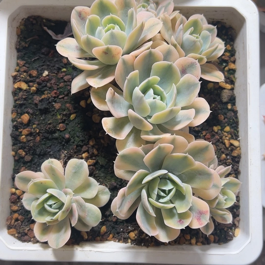 鲁氏锦群生多肉植物