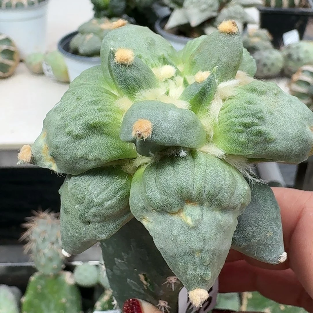 【闪购商品】无花朵L****e怒涛325
