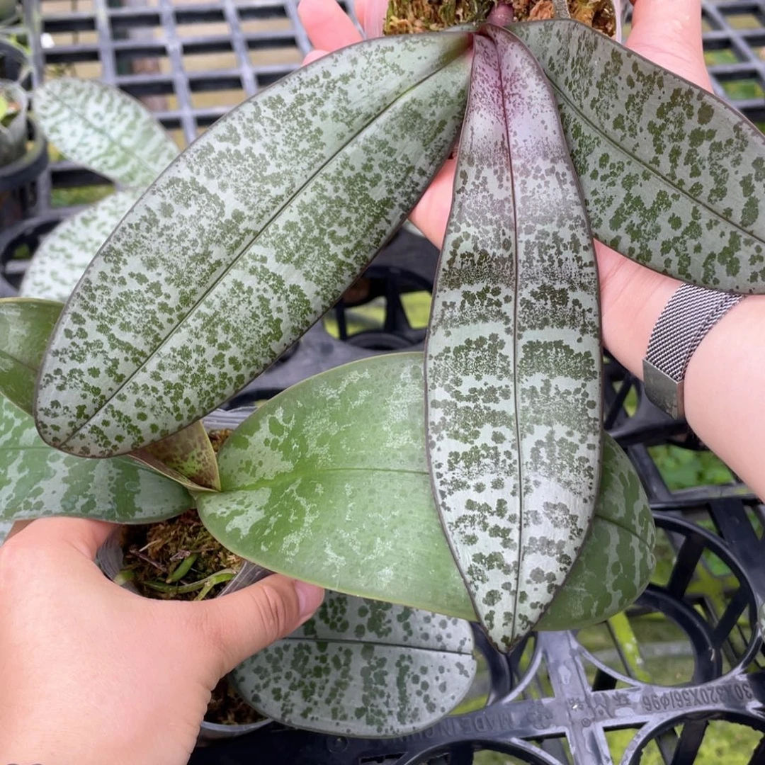 当前无花栽培后可以开花BT364，粉紫西交巨龙西