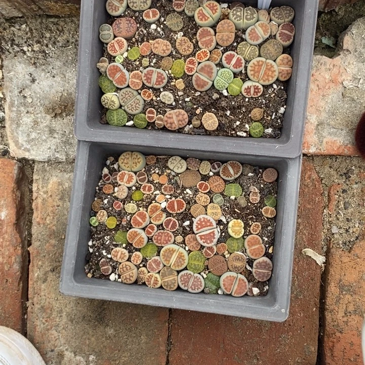 锦***秀生石花的季节到啦010