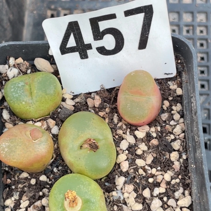 457母本毛带盆lllllll