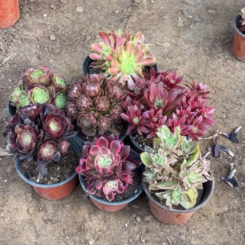 583多肉植物组合