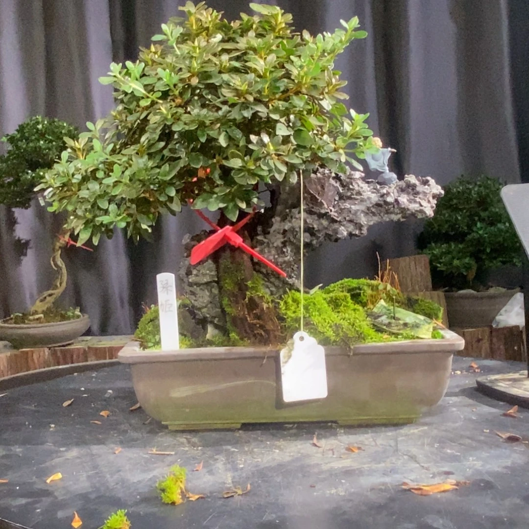 无花朵皋月杜鹃一物一花