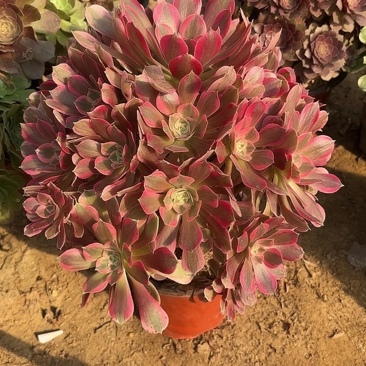 多肉植物法师粉女郎3