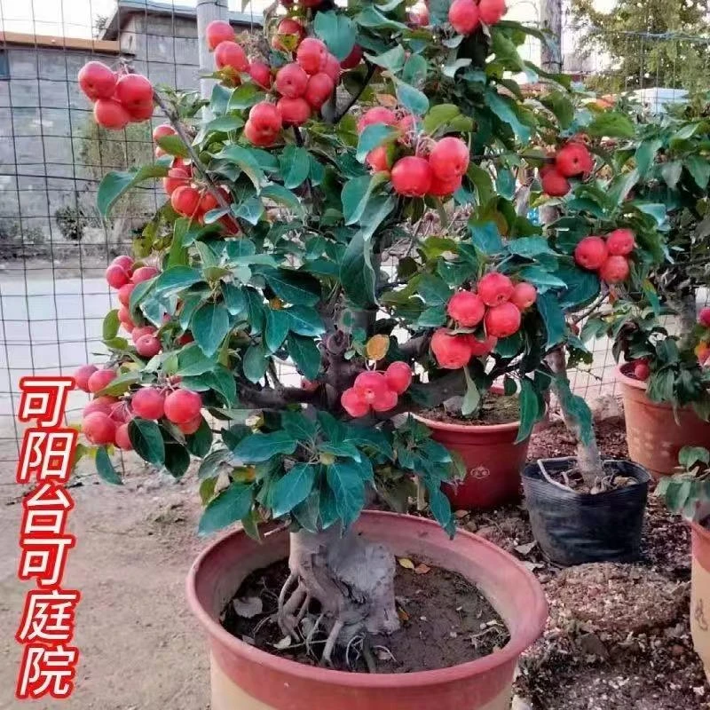 海棠树苗北美海棠花贵人果海棠庭院地栽阳台盆栽开花植物