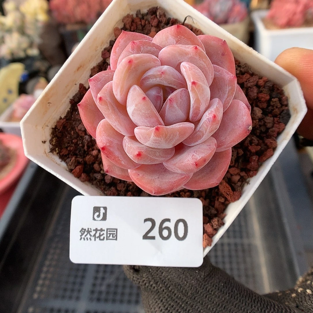 260粉星影多肉植物6333