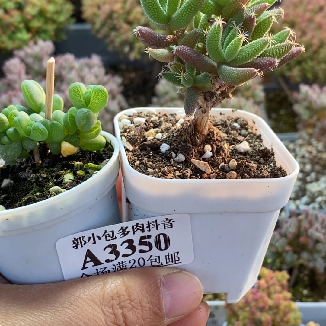 小****元宝➕玉米3350枝干