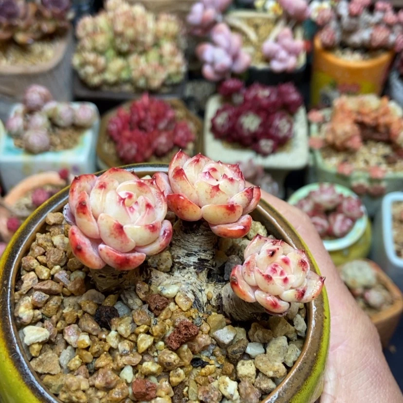 【闪购商品】白茶群