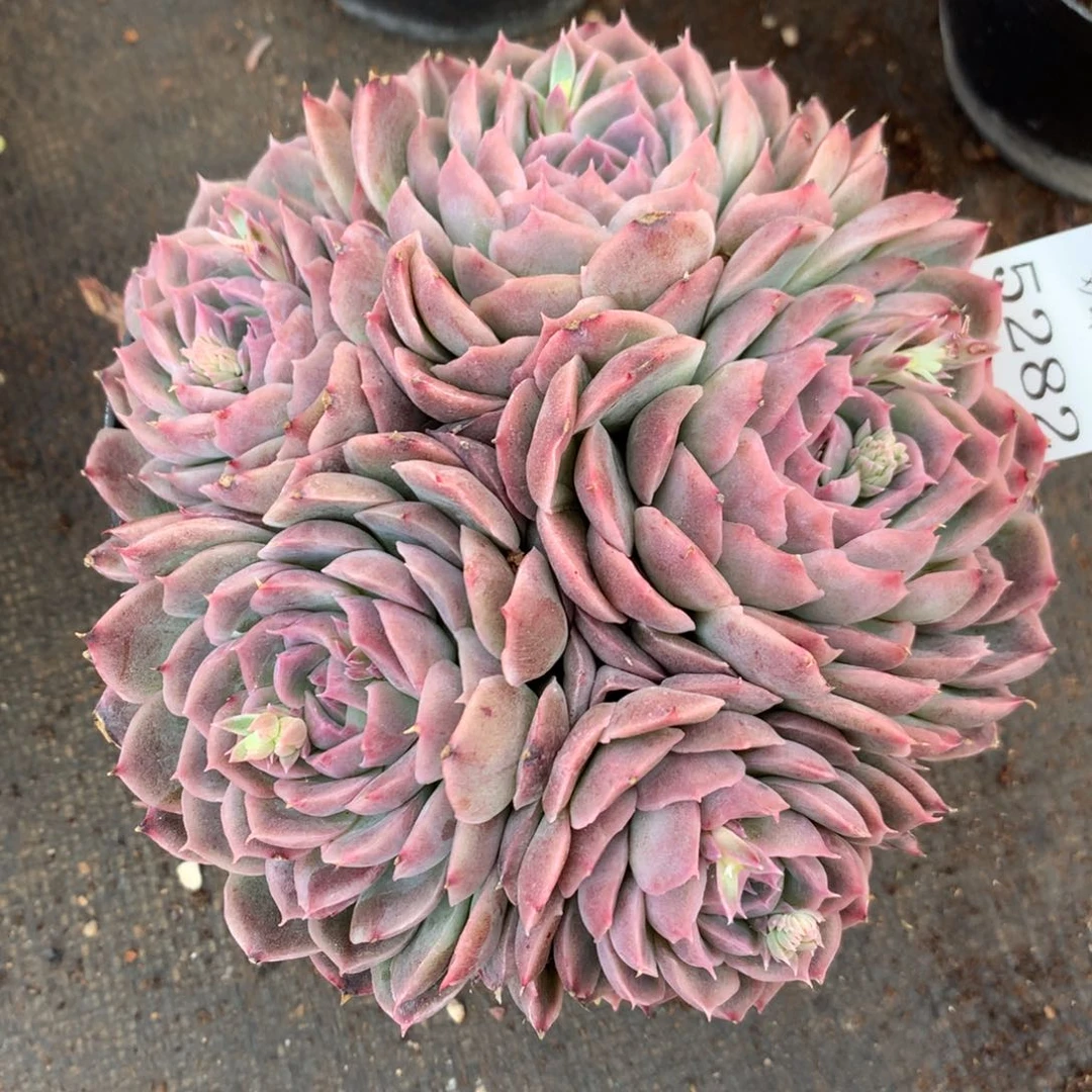 5282杂交精品基地12厘米