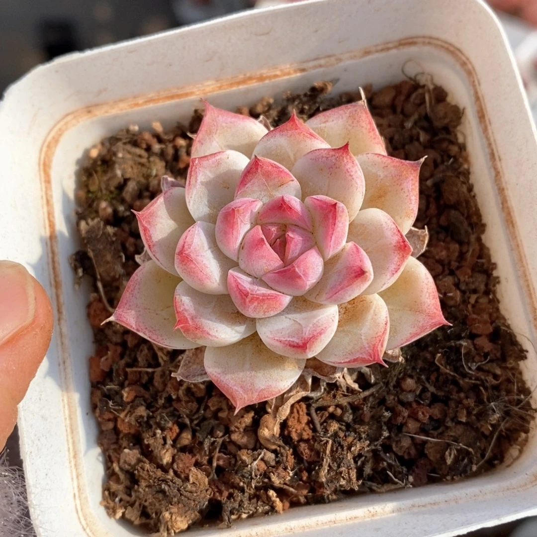 精品多肉一物一拍26