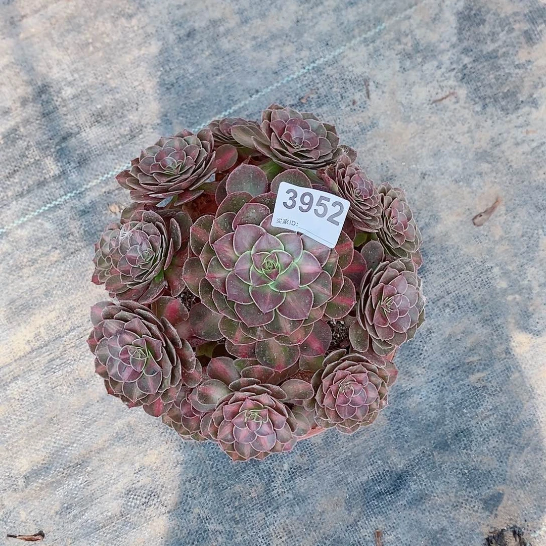 徽***）抹茶3952炖肉11111