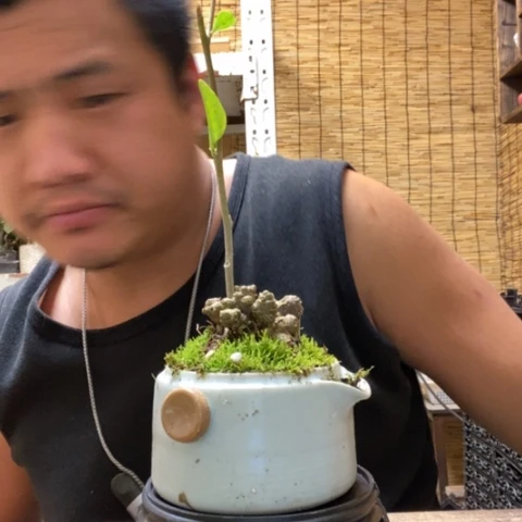 红陶一物一拍所见即所得238