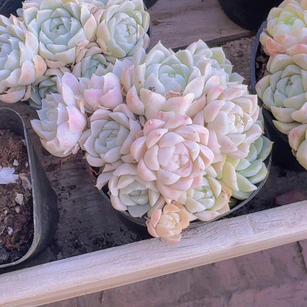 白雪公主多肉植物19.8