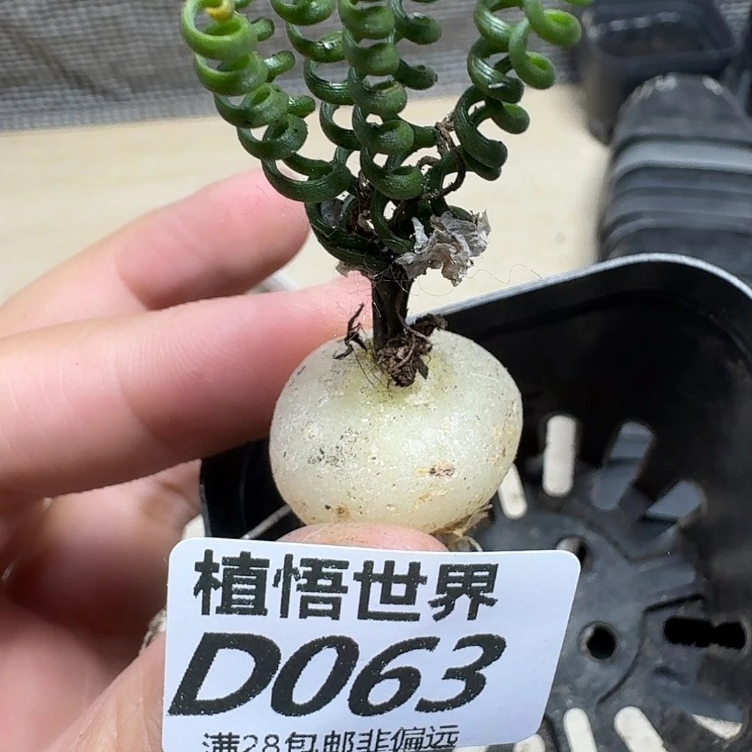 多肉植物的润泽fvb