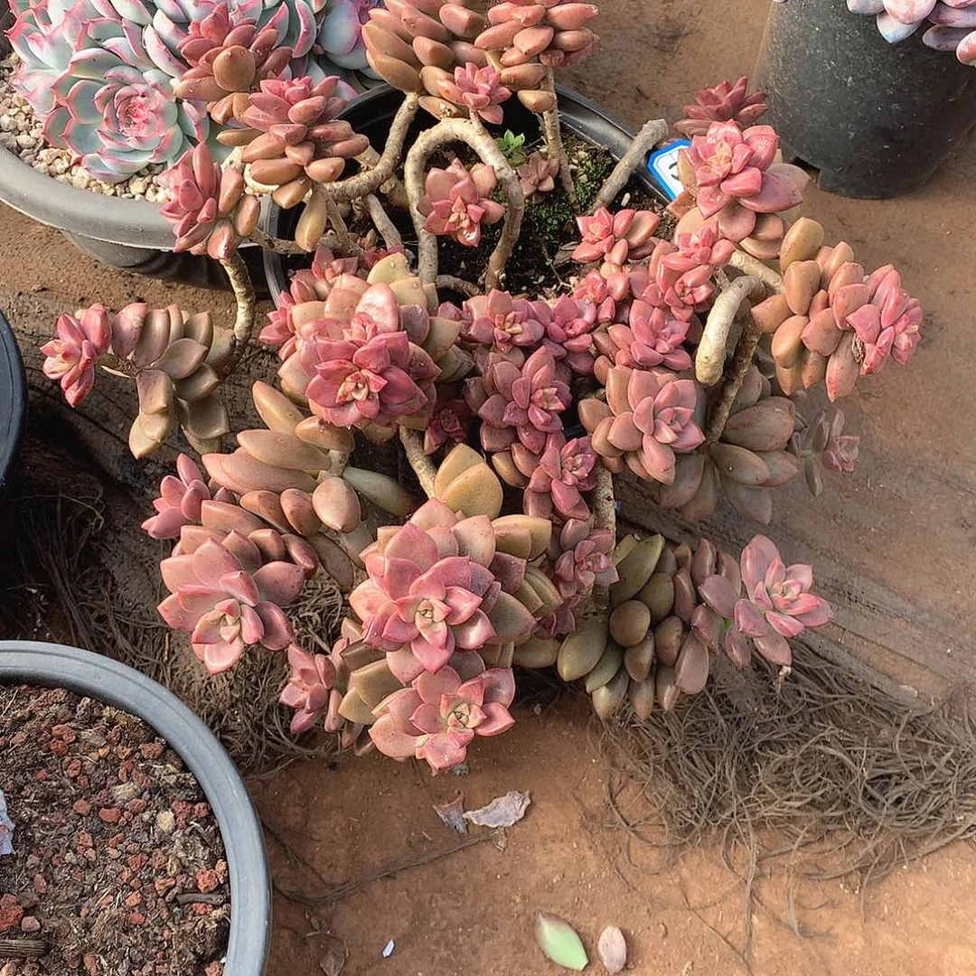150姬胧月 一物一拍放心靠谱