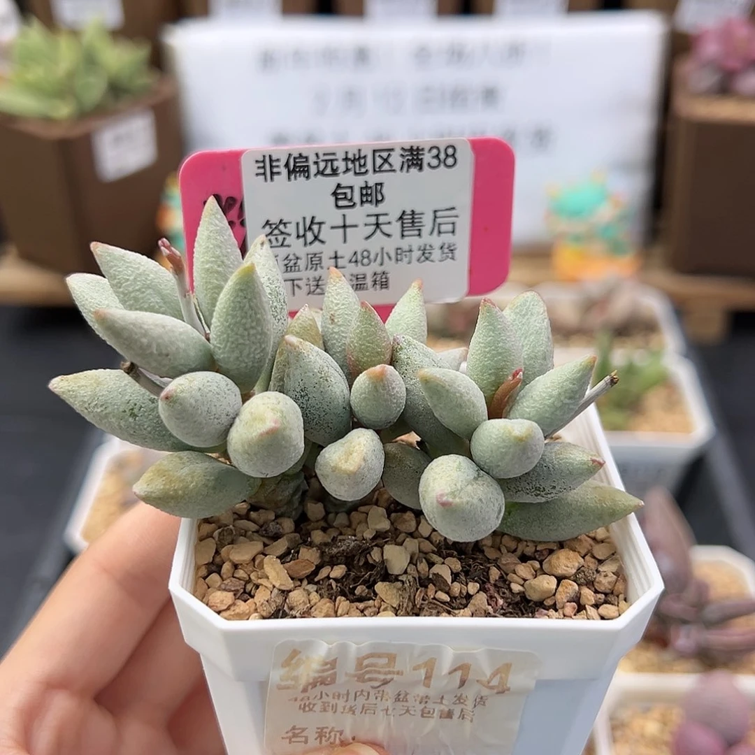 114白糖豆多肉植物