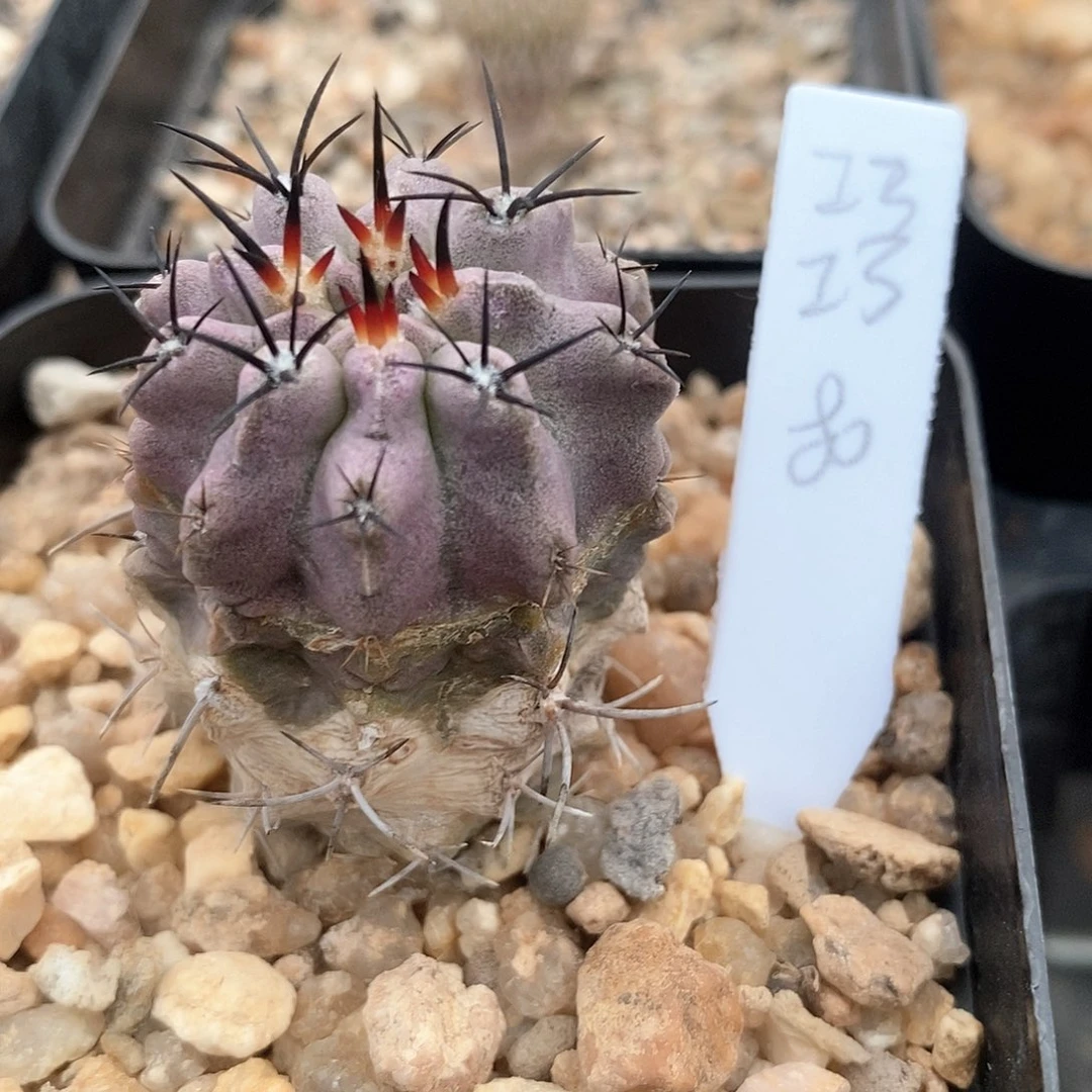 ****土土土花花花花花花花花