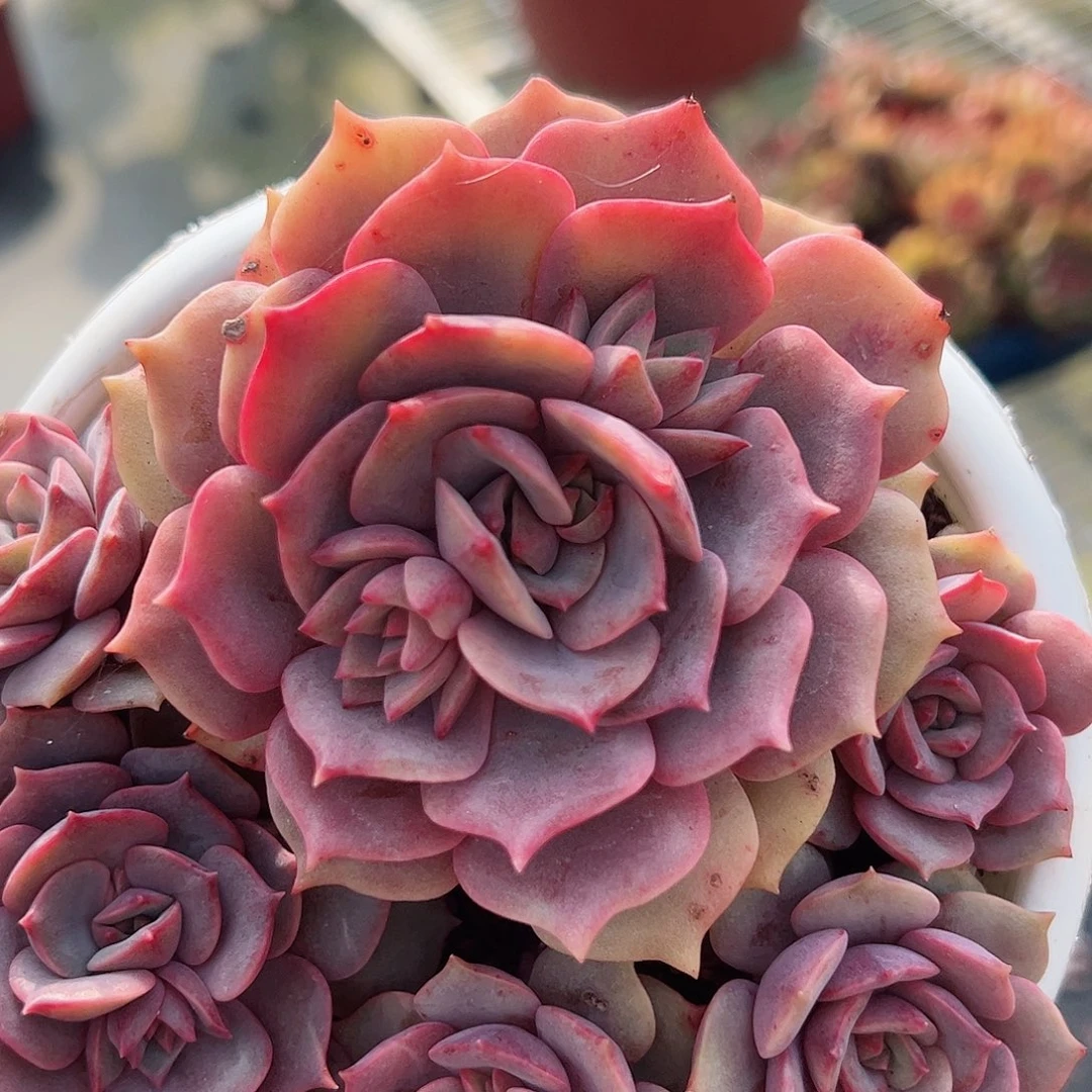 粉蝶三头起老桩控养