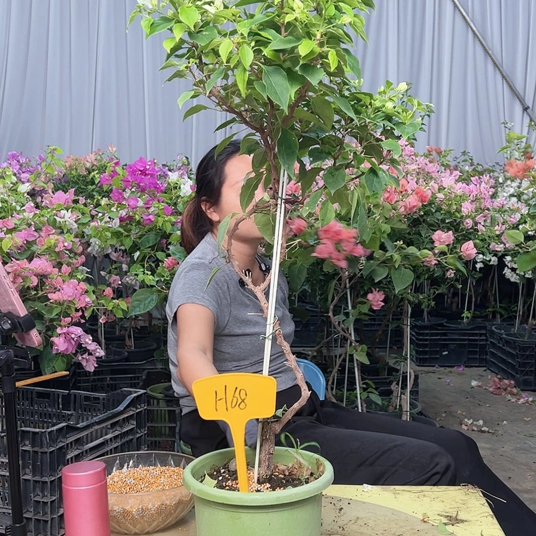 用***7当前无花栽培后可以开花H68白狐狸