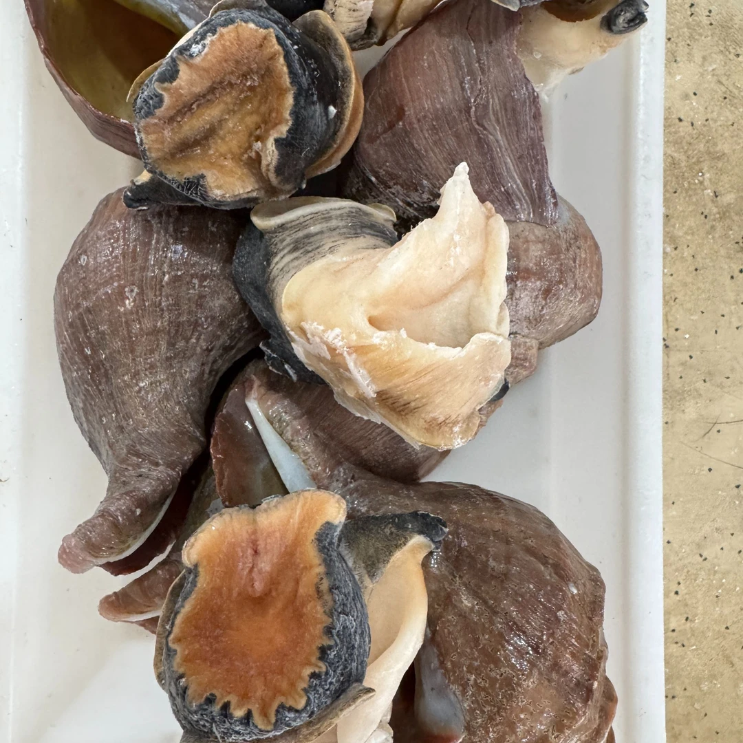 深海螺头2斤，顺丰发货