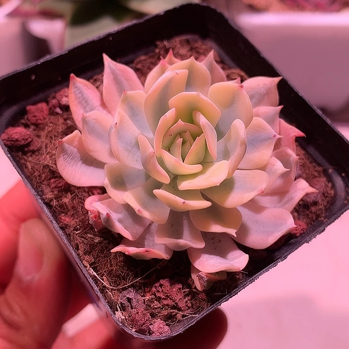 薄叶蓝鸟锦腹轮锦锦锦