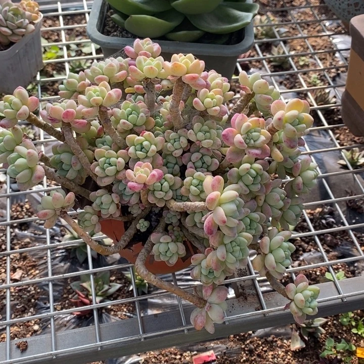 D276- 直播福利 劳尔