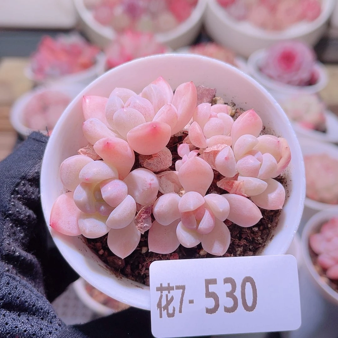 花利美7-530奶糖