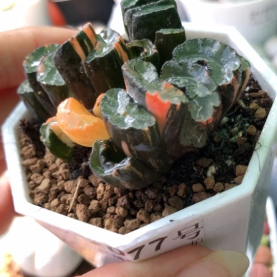 2077，北摘玉扇锦