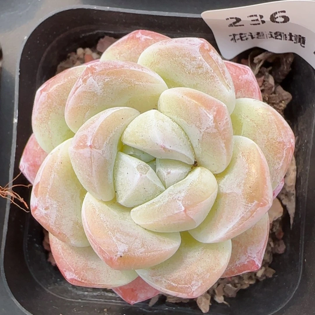 花语逸镜0214-236