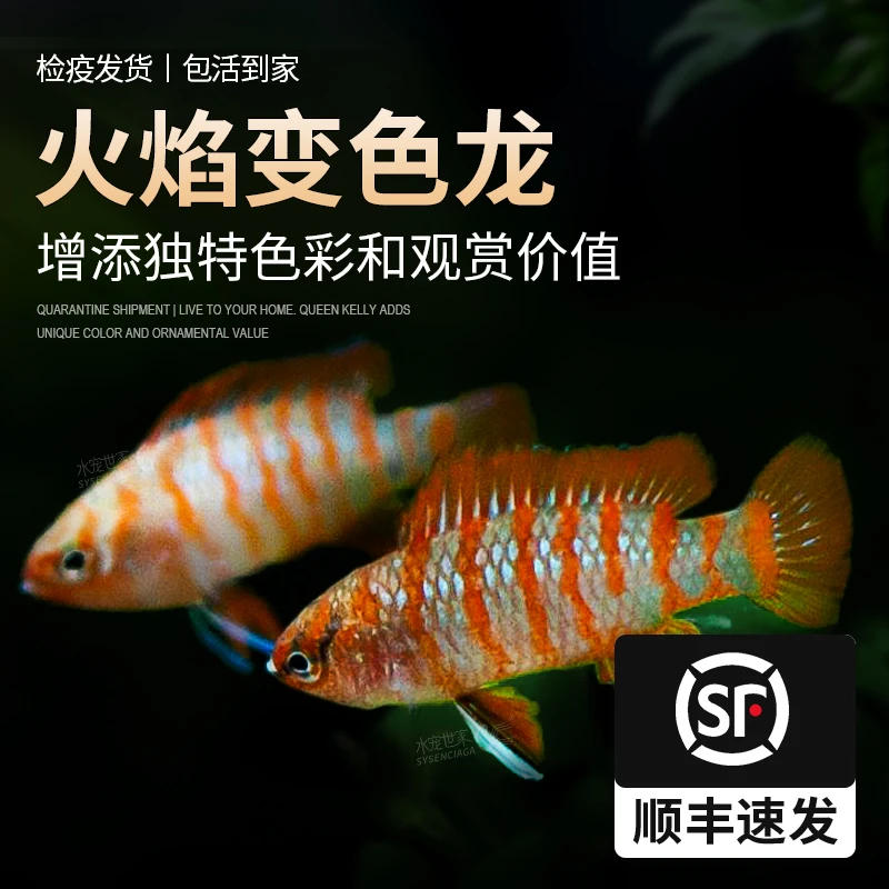 火焰变色龙淡水鱼草缸热带观赏鱼圆点火翅金钻三色灯鱼红蓝霓虹灯