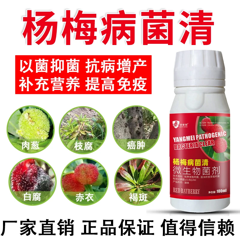 杨梅病菌清杨梅褐斑杨梅白腐杨梅赤衣肉葱枝腐干枯根腐微生物菌剂