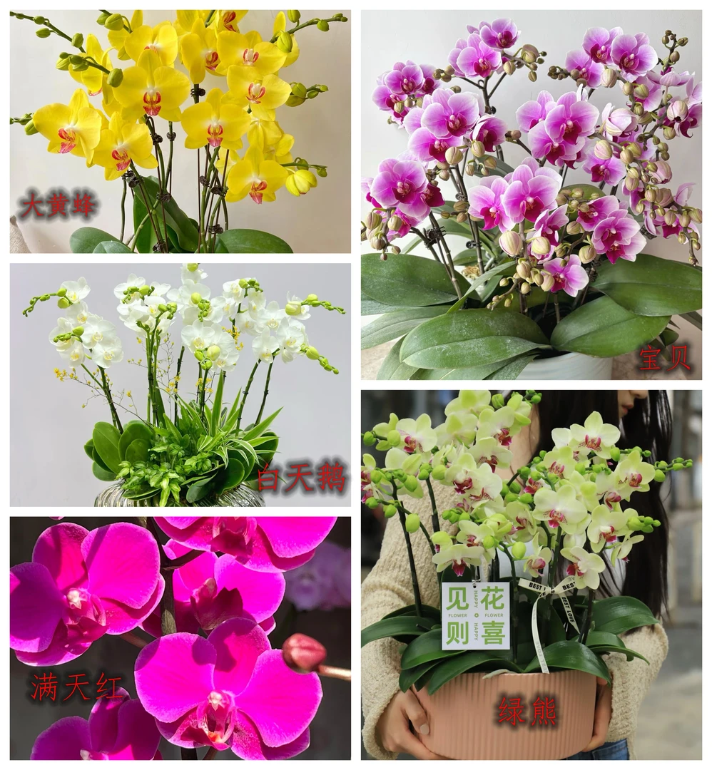 蝴蝶兰大苗新苗年宵花90天开花南北方四季种植【粉丝专享】