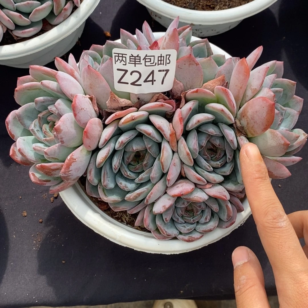 哈哈哈哈哈哈哈哈247