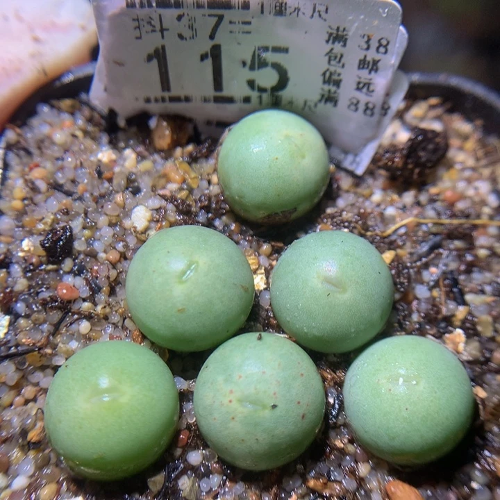 精品生石花37.115