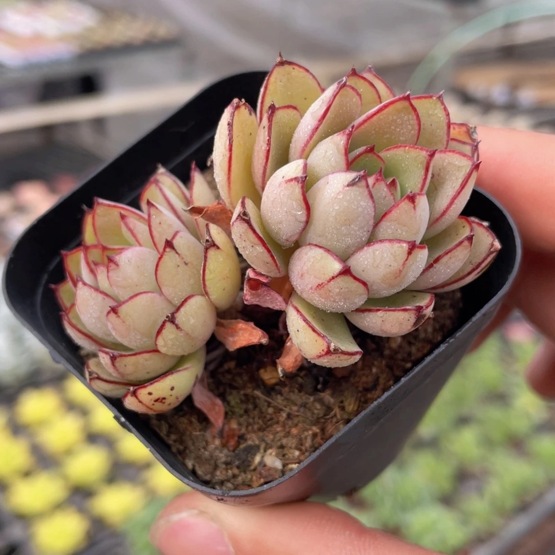 灰姑娘多肉9.9包邮发货